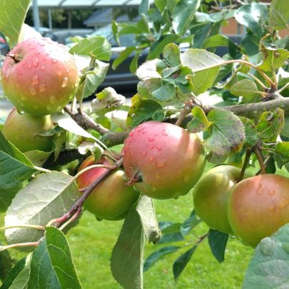 Æbler i frugthaven