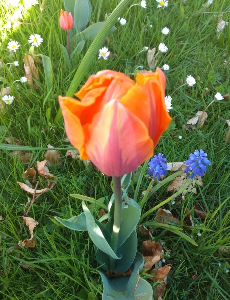 Tulipan i blomsterplænen