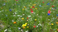 Vilde blomster bede