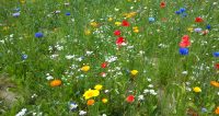Vilde blomster bede