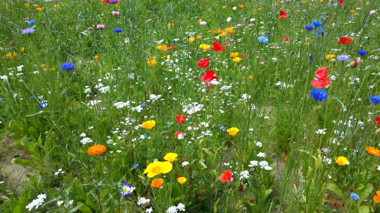 Vilde blomster bede