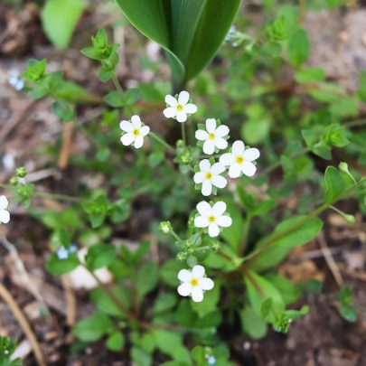 Almindelig fuglegræs (Stellaria media)