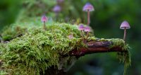 mushrooms-2786789_1920