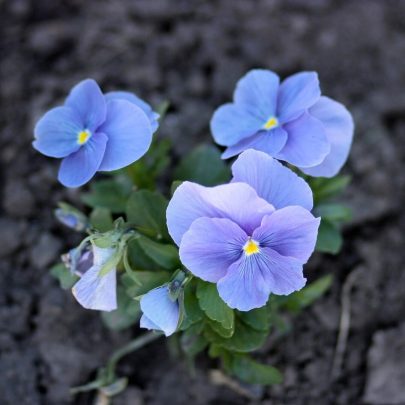 Martsviol / stedmoderblomst