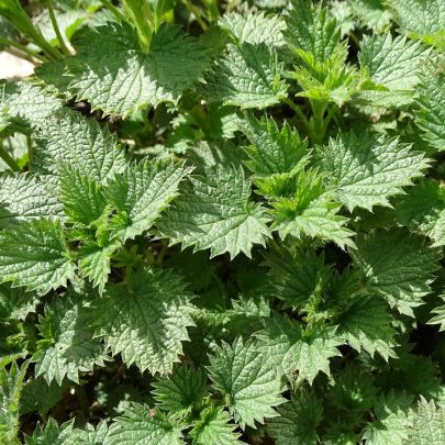 Stor Nælde (Urtica dioica) Urter