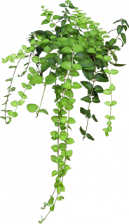 plante plante