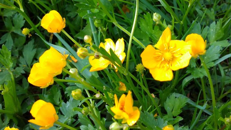 Lav ranunkel (Ranunculus repens)