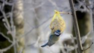 tit-5989580_1920