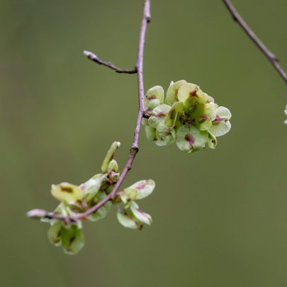 Manna fra elm